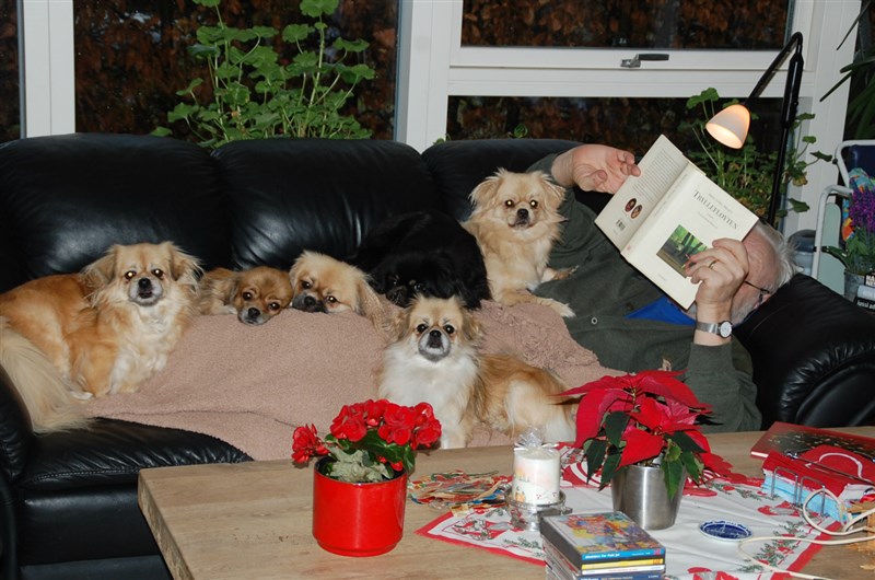 Dejligt at have selskab, når man læser bøger. Her er det Harald, som hygger med 6 hunde og en bog.
